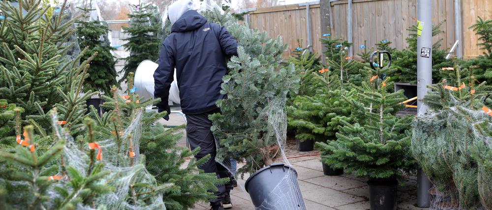 Ein Mann zieht einen Weihnachtsbaum im Topf hinter sich her.
