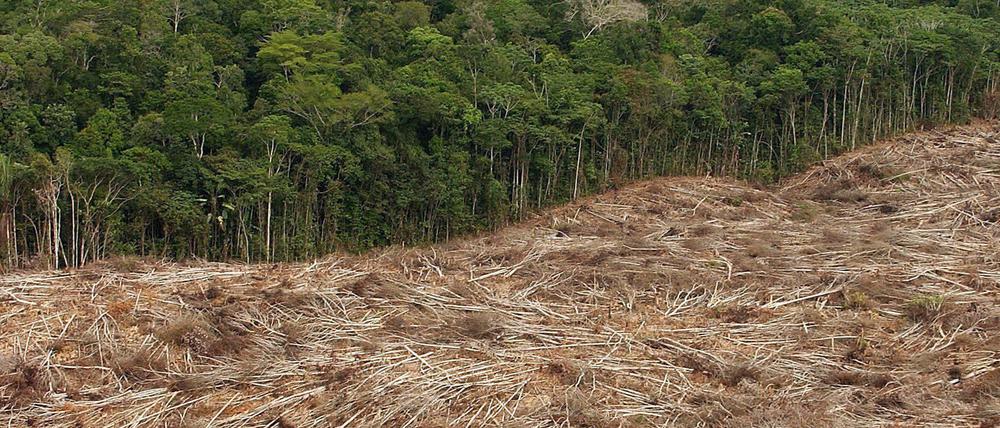 Abgeholzte Regenwälder sind ein Sinnbild der Naturzerstörung, doch sie stehen auch für das Risiko neuer Krankheiten unter Menschen.