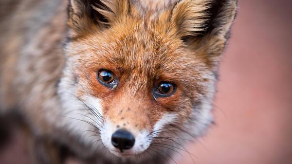 Auf den Strecken der S-Bahn stören immer öfter Wildtiere den geregelten Ablauf.