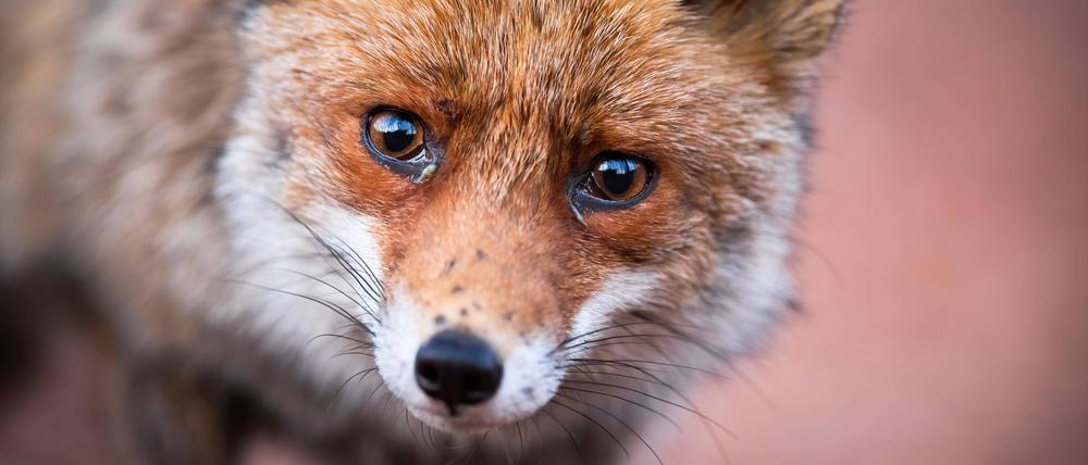 Auf den Strecken der S-Bahn stören immer öfter Wildtiere den geregelten Ablauf.