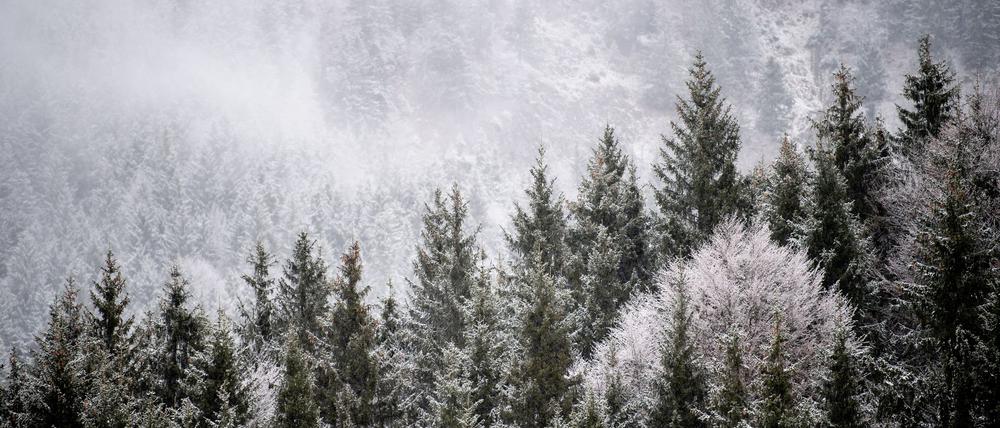 Viele Menschen wollen einen Weihnachtsbaum im Wald selbst schlagen. (Illustration)