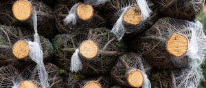 Auch auf Weihnachtsbäume haben es Diebe abgesehen: In Cottbus transportierten Unbekannte laut Polizei mehr als 100 Tannen ab. (Symbolbild)