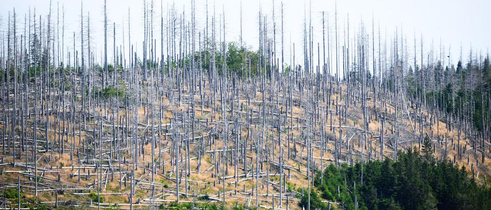 Schädlinge wie der Borkenkäfer, Trockenheit und Klimawandel setzen dem deutschen Wald schwer zu. (Archivbild)