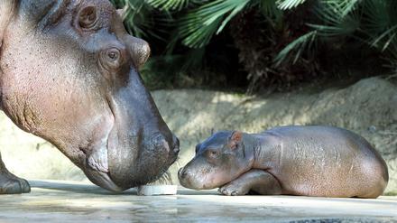 Ein Bild aus besseren Zeiten: Flusspferd Nicole 2011 mit ihrer Tochter Nala. (Archivbild)