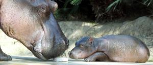 Ein Bild aus besseren Zeiten: Flusspferd Nicole 2011 mit ihrer Tochter Nala. (Archivbild)