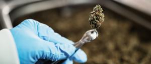 Cannabis-Blüten können von Sprays ersetzt werden. 