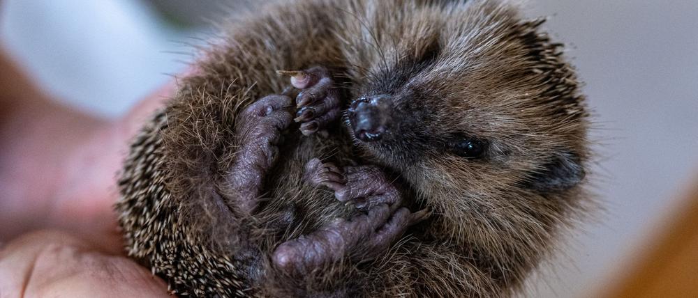 Straßenbau, Bodenversiegelung und Gärten ohne Laub und Totholz nehmen dem Igel die nötigen Rückzugsorte. (Symbolbild)