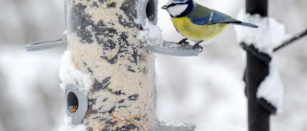 In gut konstruierten Futterhäuschen ist die Nahrung besser vor Vogelkot, Wind und Regen geschützt als in anderen. (Archivbild)