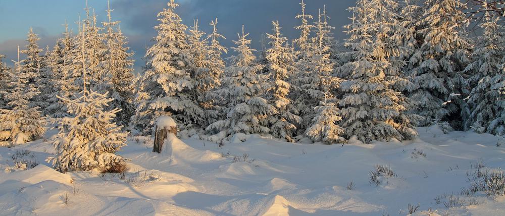 Winterwald bei Kaltenbronn Kaltenbronn, Winterwald, Schnee, Nordschwarzwald, Winter forest, Black forest Copyright: xZoonar.com/GerdxHerrmannx 17454686
