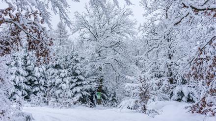 Neuschnee im Winterwald.