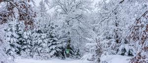 Neuschnee im Winterwald.