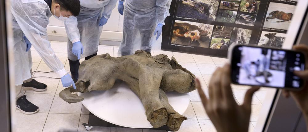 Auf diesem vom Mammutmuseum der Russischen Nordöstlichen Föderalen Universität via AP veröffentlichten Foto sind die Überreste eines 50.000 Jahre alten Mammutbabys zu sehen.