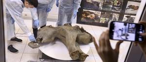 Auf diesem vom Mammutmuseum der Russischen Nordöstlichen Föderalen Universität via AP veröffentlichten Foto sind die Überreste eines 50.000 Jahre alten Mammutbabys zu sehen. 