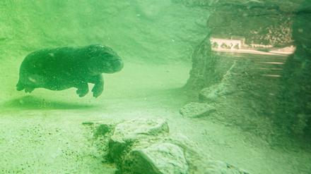 Das Zwergflusspferd Toni schwimmt im Wasser in einem Gehege im Hippo Bay im Zoologischen Garten Berlin. 