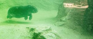Das Zwergflusspferd Toni schwimmt im Wasser in einem Gehege im Hippo Bay im Zoologischen Garten Berlin. 