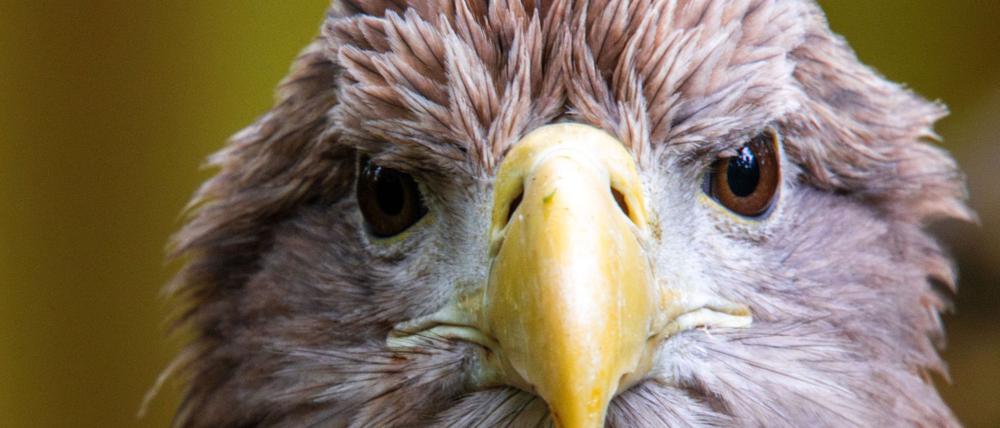 Der größte europäische Greifvogel, der Seeadler, war einst in vielen Ländern Europas ausgerottet. Nun leben in Deutschland wieder mehr als 1.000 Brutpaare. (Archivbild)