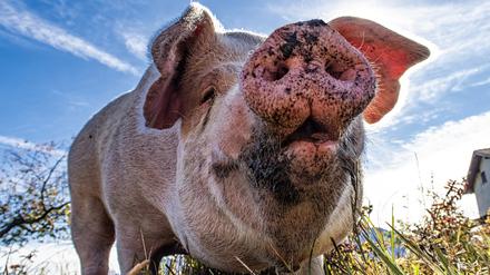 Symbolbild des – für gewöhnlich schwer zu überwindenden – Inneren Schweinehunds.