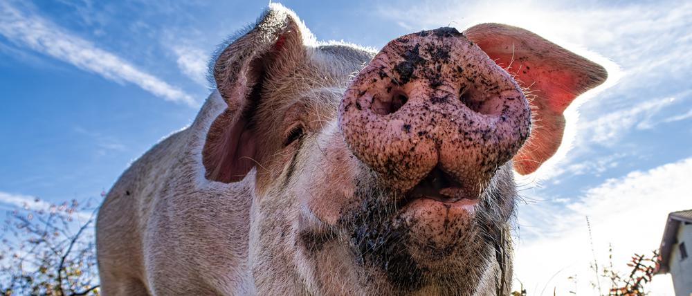 Symbolbild des – für gewöhnlich schwer zu überwindenden – Inneren Schweinehunds.