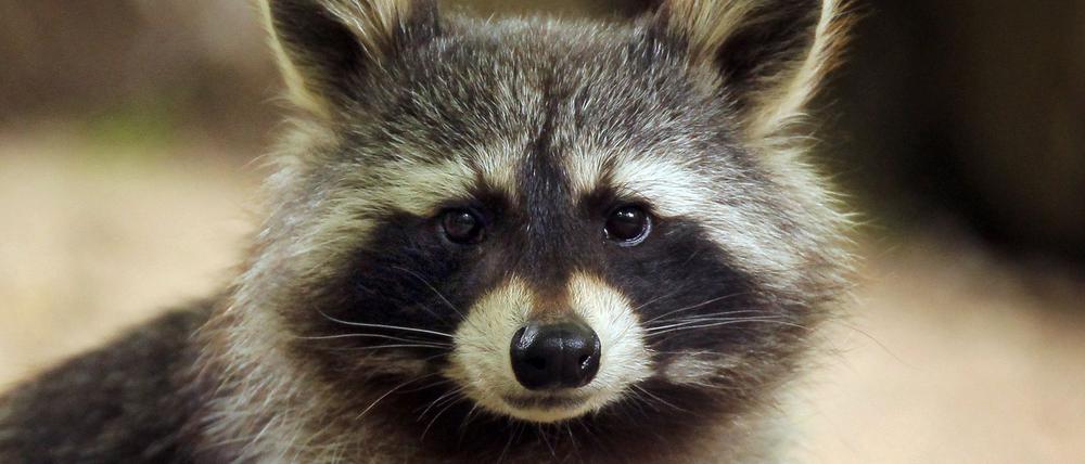 Im Landkreis Altenkirchen hat ein Waschbär so viel Chaos in einem Haus angerichtet, dass die Polizei anrückte. (Symbolbild)