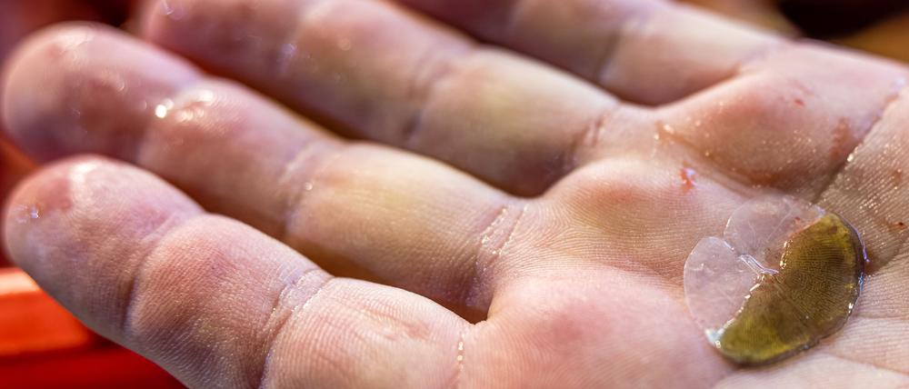 Alter Aberglaube: Eine Schuppe eines Silvester-Karpfens soll Glück und Geldsegen bringen.