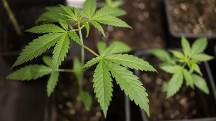 Erwachsene dürfen privat drei Cannabis-Pflanzen anbauen. (Symbolbild)