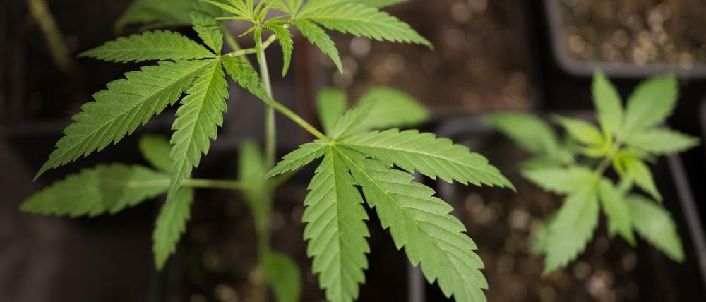 Erwachsene dürfen privat drei Cannabis-Pflanzen anbauen. (Symbolbild)