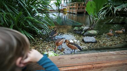 In der Biosphäre Potsdam wartet auf Besucher eine Tropenwelt.
