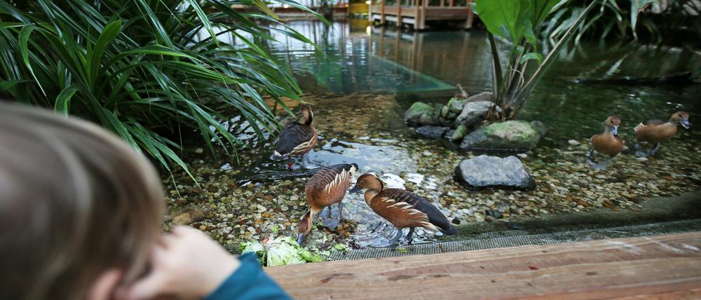 In der Biosphäre Potsdam wartet auf Besucher eine Tropenwelt.