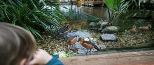 In der Biosphäre Potsdam wartet auf Besucher eine Tropenwelt.