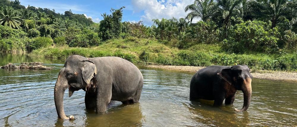 In Thailand leben derzeit mindestens 4000 wilde Elefanten. (Archivbild)