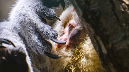Koala-Nachwuchs in Duisburg: Das Jungtier schaut vorsichtig aus dem Beutel.