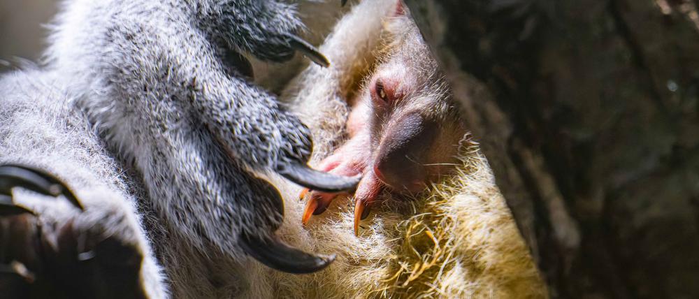 Koala-Nachwuchs in Duisburg: Das Jungtier schaut vorsichtig aus dem Beutel.