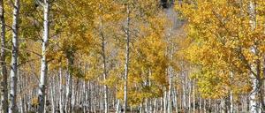Pando ist ein Klonverbund von rund 47.000 Zitterpappeln in den USA.