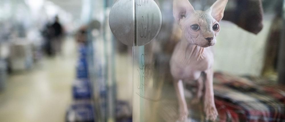 Tiere werden in Heimen umsorgt. Doch wer unterstützt die Einrichtungen? (Archivbild)