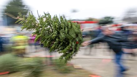 Wie viele Meter fliegt eigentlich ein Weihnachtsbaum? In Cottbus steht nach dem Fest wieder der Tannen-Weitwurf an. (Archivbild)