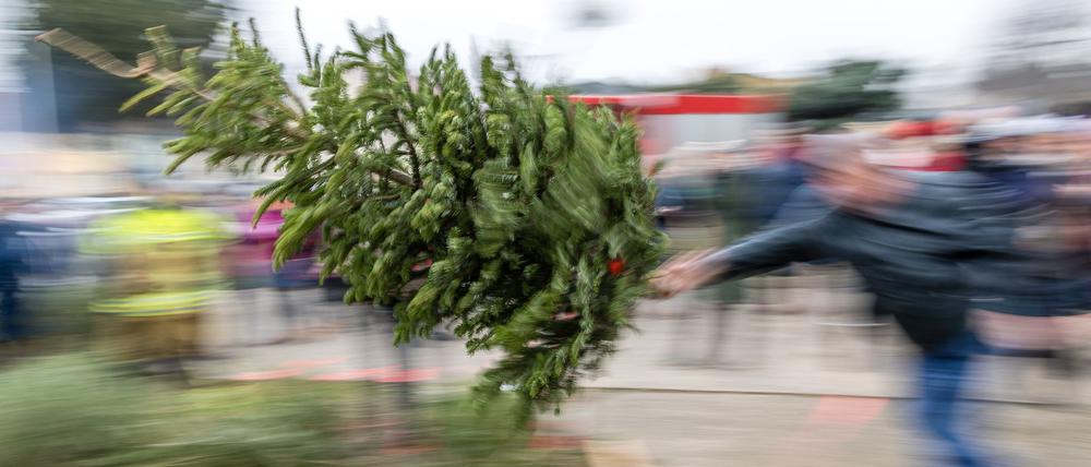 Wie viele Meter fliegt eigentlich ein Weihnachtsbaum? In Cottbus steht nach dem Fest wieder der Tannen-Weitwurf an. (Archivbild)