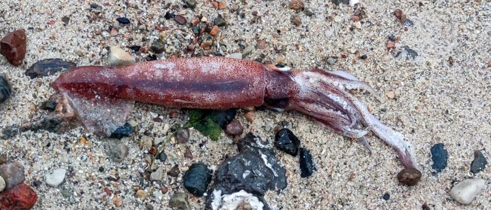 Ein Hobbyforscher hat an der Ostseeküste einen toten Kalmar gefunden.