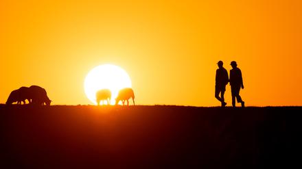 Zwei Menschen gehen im Sonnenuntergang an einigen Schafen vorbei über den Elbdeich bei Wedel.