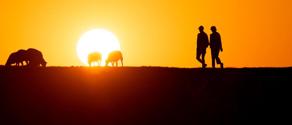 Zwei Menschen gehen im Sonnenuntergang an einigen Schafen vorbei über den Elbdeich bei Wedel.