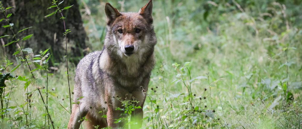 Brandenburg ist Wolfsland. Hier leben die meisten Rudel Deutschlands. (Symbolbild)