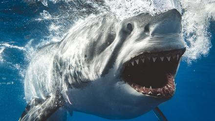 In Australien suchen Einsatzkräfte intensiv nach einem jungen Surfer, der Augenzeugen zufolge von einem Hai attackiert worden ist.