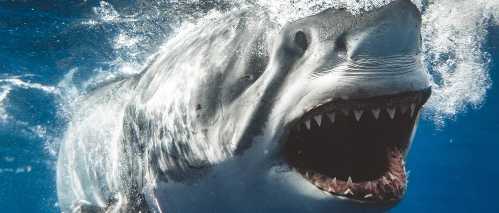In Australien suchen Einsatzkräfte intensiv nach einem jungen Surfer, der Augenzeugen zufolge von einem Hai attackiert worden ist.