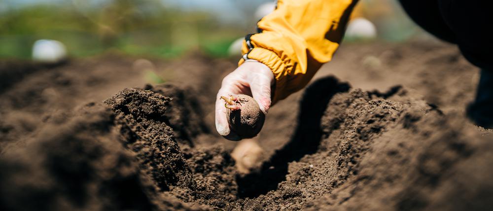 Die ukrainische Tschernosem-Erde gilt dank des hohen Humusgehalts als besonders fruchtbar. 