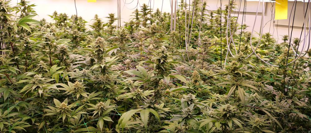 In Brandenburg haben bislang 22 Vereinigungen Anträge gestellt, um Cannabis anzubauen. (Symbolbild)