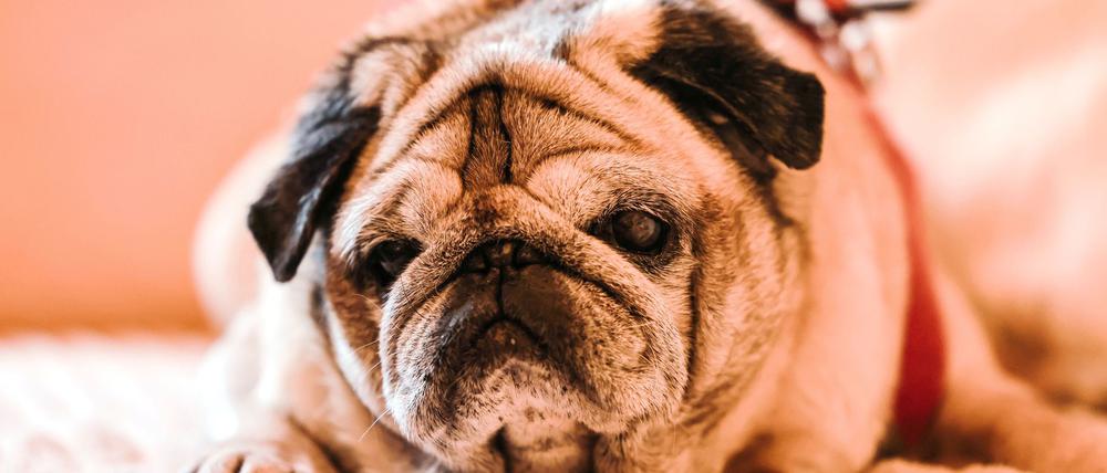 Bei älteren Hunden ist Demenz laut Experten weit verbreitet.