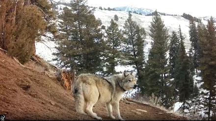 Die Wölfin 907F, eingefangen von einer Spurenkamera im Yellowstone-Nationalpark.