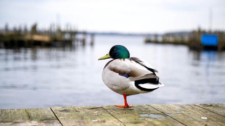Eine Ente ist auf einem See in Braunschweig festgefroren. (Symbolbild) 