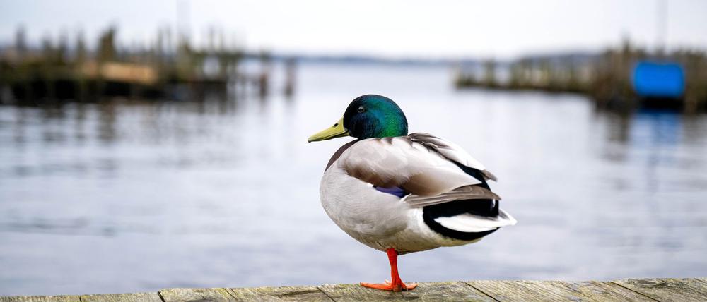 Eine Ente ist auf einem See in Braunschweig festgefroren. (Symbolbild)