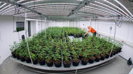 Marc Thalus, Vorsitzender der Anbauvereinigung soChill Green Cannabis Club, hat in Greifswald mit dem Anbau von Cannabis begonnen. 