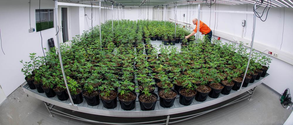 Marc Thalus, Vorsitzender der Anbauvereinigung soChill Green Cannabis Club, hat in Greifswald mit dem Anbau von Cannabis begonnen. 